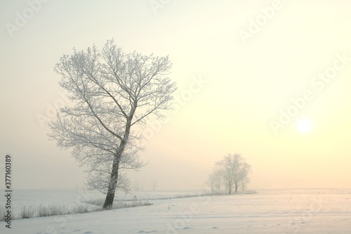 Winter tree in a field on a sunny morning © Aniszewski