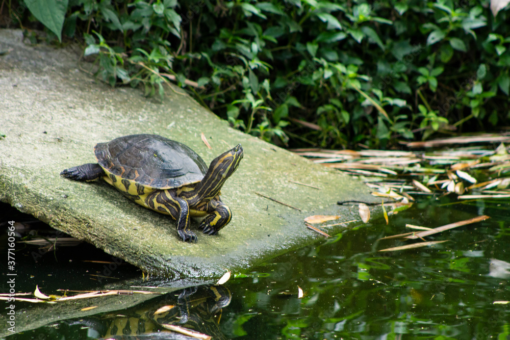 Fototapeta premium Turtle