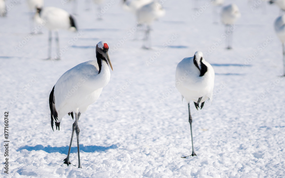 Fototapeta premium Żuraw mandżurski zimowy krajobraz