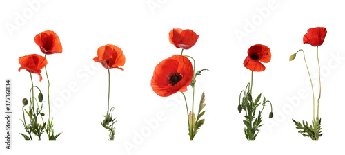 Set of beautiful red poppy flowers isolated on white. Banner design