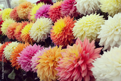 Large colourful decorative dahlia flowers on display