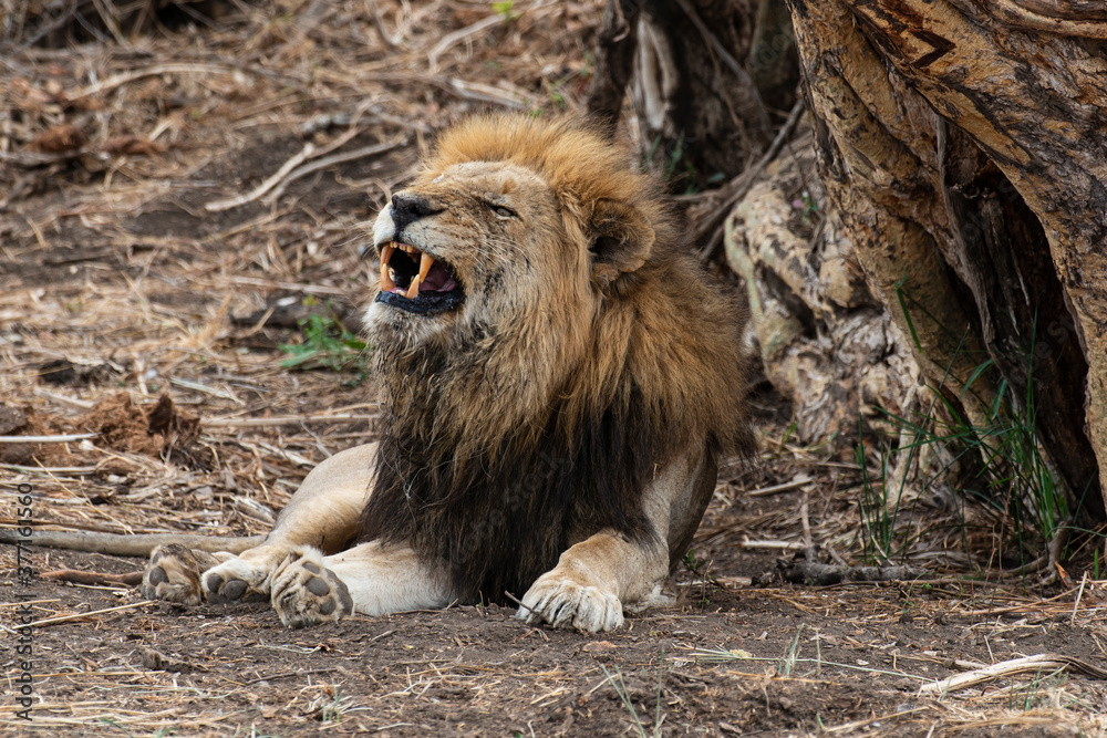 Naklejka premium Lion, Panthera leo, Parc national du Kruger, Afrique du Sud
