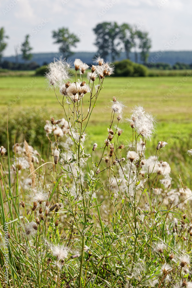 Fototapeta premium Fruiting thistle plant in field meadows Pulwy area. Feathery white seeds wind dispersal. Late summer close-up.