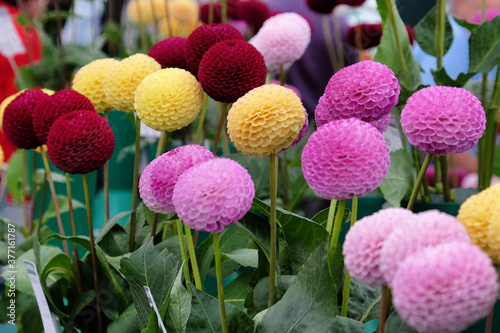 Colourful pompon and decorative dahlia flowers on display photo