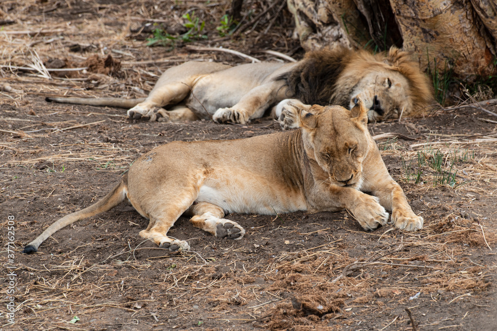 Lion, Lionne, Panthera leo, Parc national du Kruger, Afrique du Sud Lion, Lionne, Panthera leo, Parc national du Kruger, Afrique du Sud