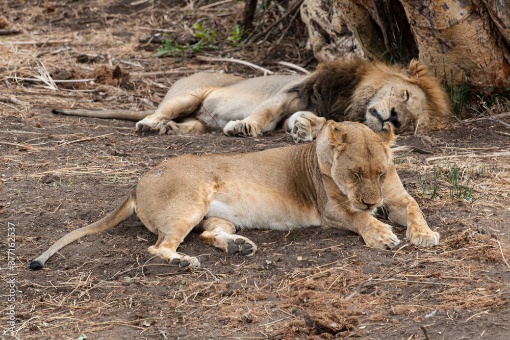 Lion, Lionne, Panthera leo, Parc national du Kruger, Afrique du Sud Lion, Lionne, Panthera leo, Parc national du Kruger, Afrique du Sud