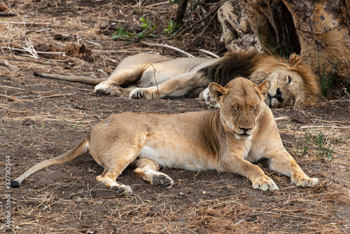 Lion, Lionne, Panthera leo, Parc national du Kruger, Afrique du Sud