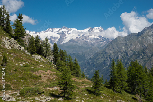 Fototapeta Naklejka Na Ścianę i Meble -  paesaggio di montagna con abeti e cime del monte rosa in lontananza