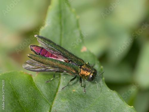 Agrilus Planipennis on a Leaf