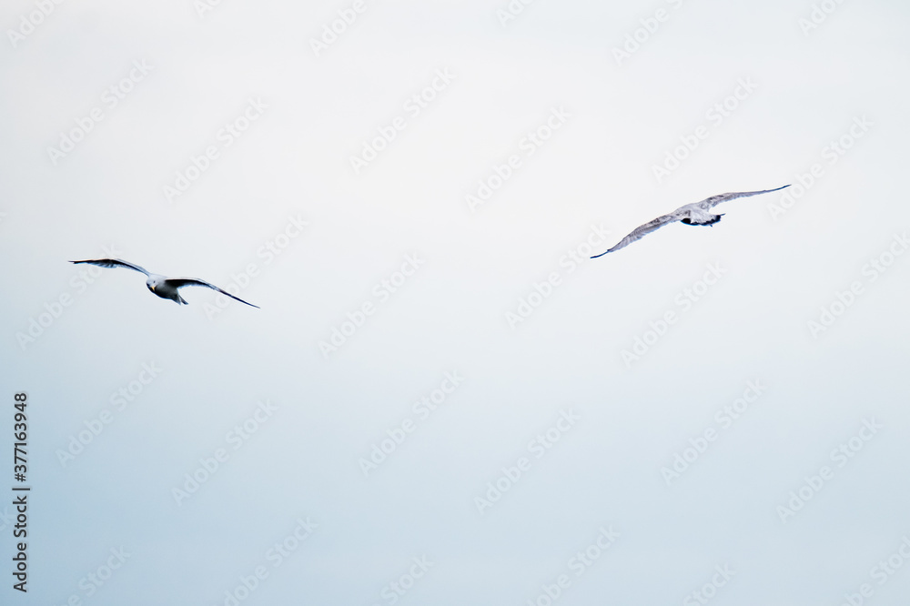 Seagull flying in the cloudy irish sky Seagull flying in the cloudy irish sky