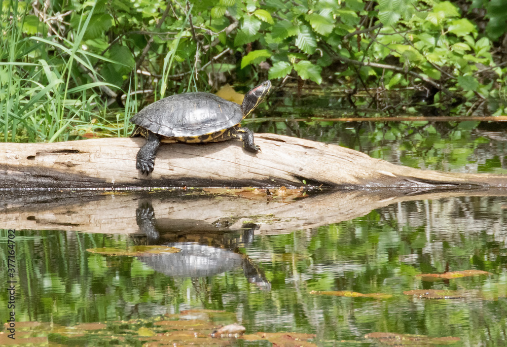 Fototapeta premium Original wildlife photograph of a single turtle sunning himself on a tree trunk lying in a pond