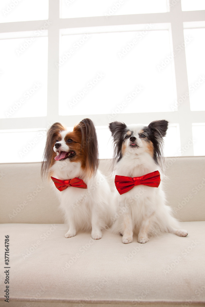 蝶ネクタイのパピヨン