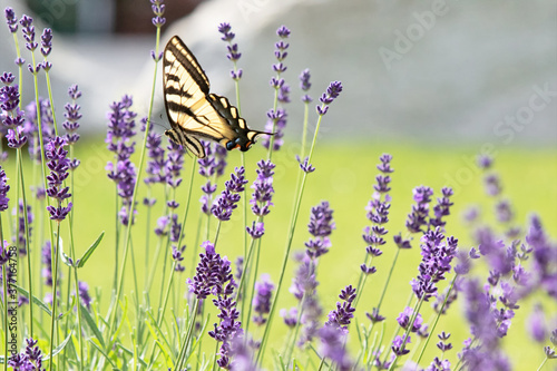 Original wildlife photograph of a yellow Swallowtail butterfly gently feeding from stem of a lavender plant in the garden