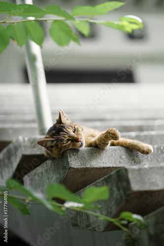 Fototapeta Naklejka Na Ścianę i Meble -  コンクリートの階段で寝ている猫
