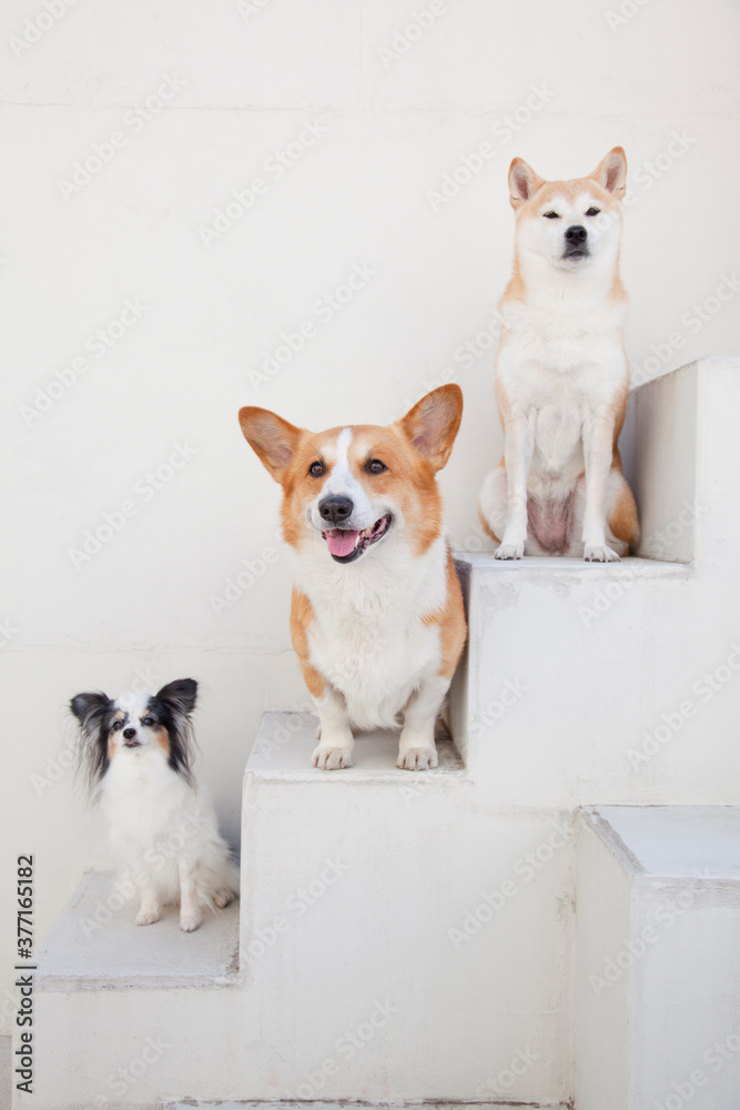 柴犬とパピヨンとコーギー