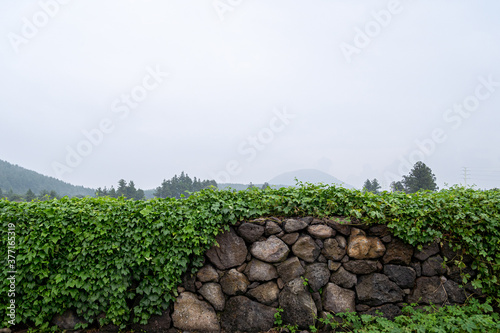 Ivy plants covering the beautiful stone wall of Jeju Island, Korea