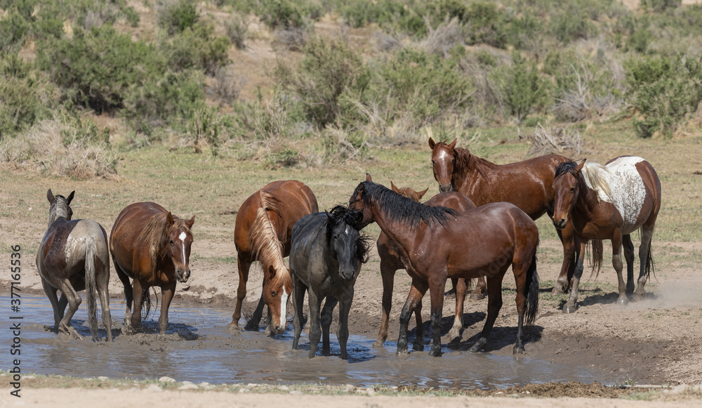 Wild Horses at a Waterhole in the Desert