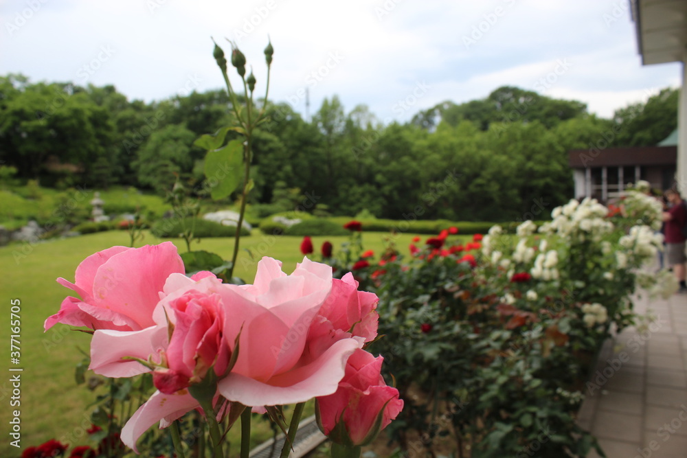 Naklejka premium Pink Flowers