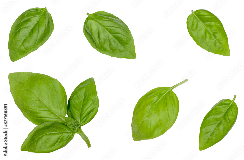 Leaves of Basil isolated on white, top view Leaves of Basil isolated on white, top view