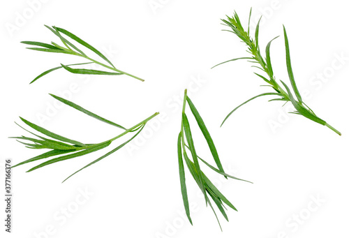 Fototapeta Naklejka Na Ścianę i Meble -  Branches of tarragon isolated on white background