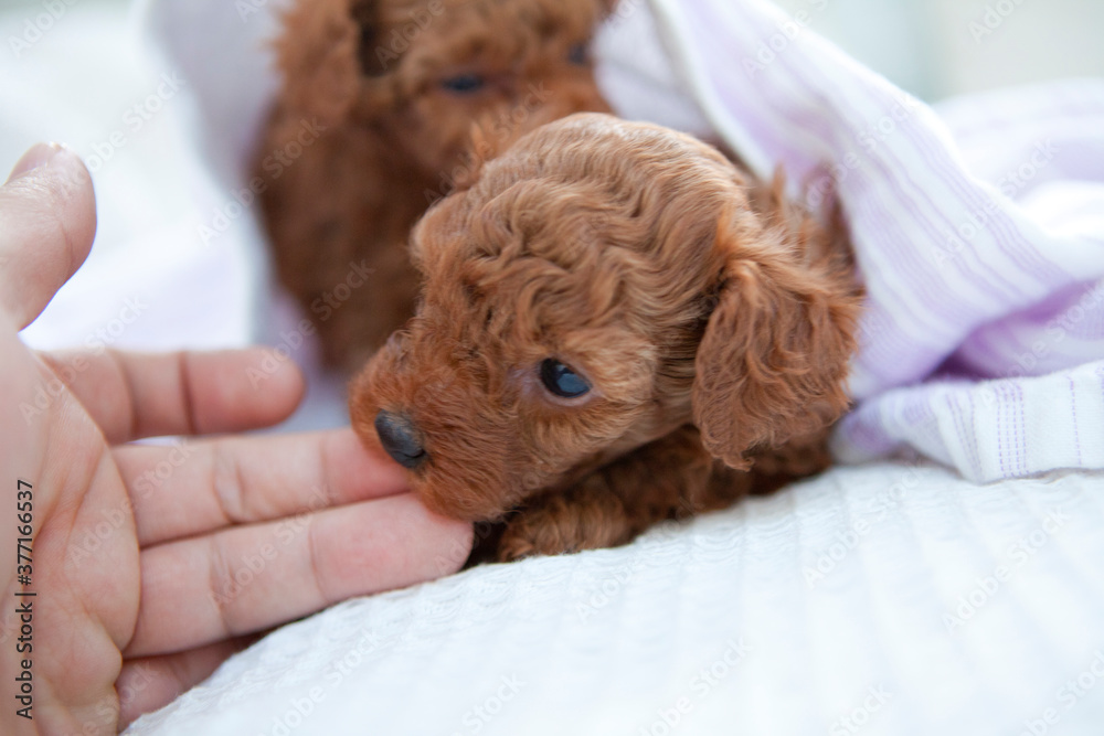 トイプードルの赤ちゃん Stock Photo Adobe Stock