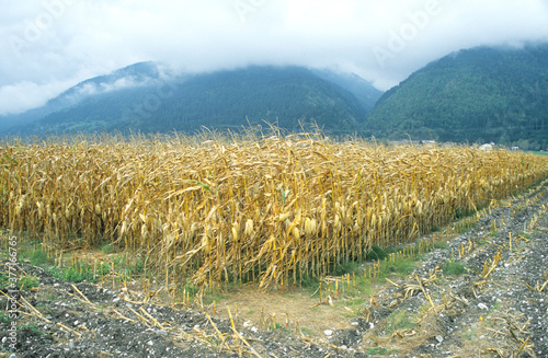 Field of forage maize on ear in agricultural field. Yellow crop. Mountains in background with low cloud and mist over summit. Location Kirchback Karnten Austria photo