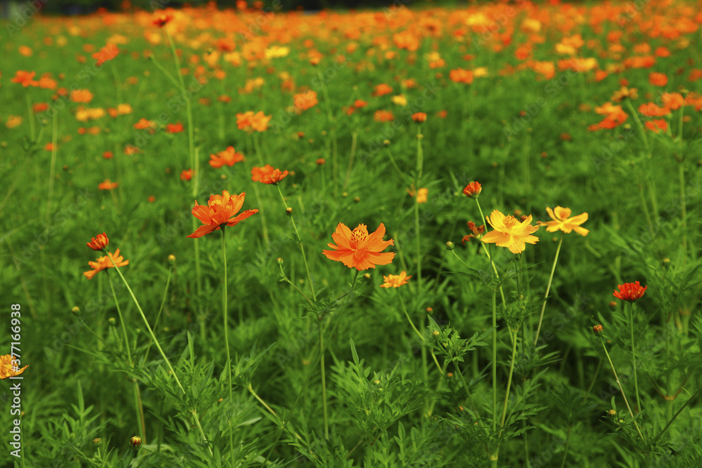 New Taipei Jinshan Cosmos Flower Field Taiwan New Taipei Jinshan Cosmos Flower Field Taiwan