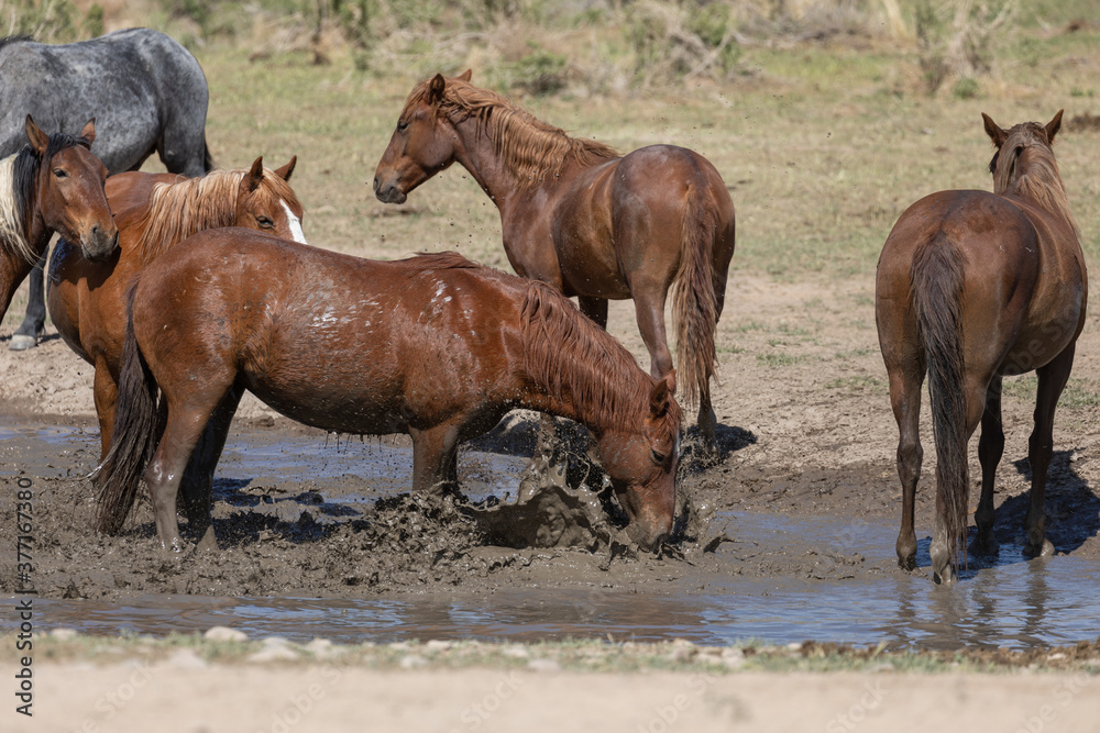 Wild Horses at a Waterhole in the Desert Wild Horses at a Waterhole in the Desert
