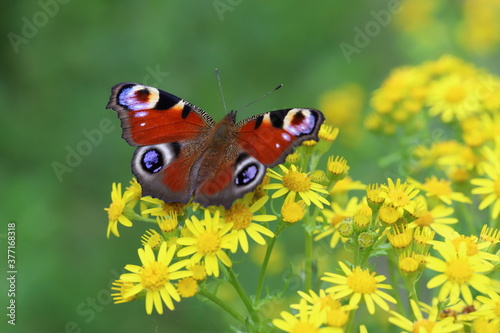 Schmetterling Tagpfauenauge in der Lüneburger Heide © Denis Braun