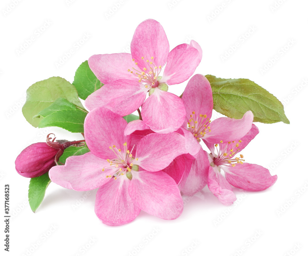Fototapeta premium Flowers of apple isolated on white background, top view