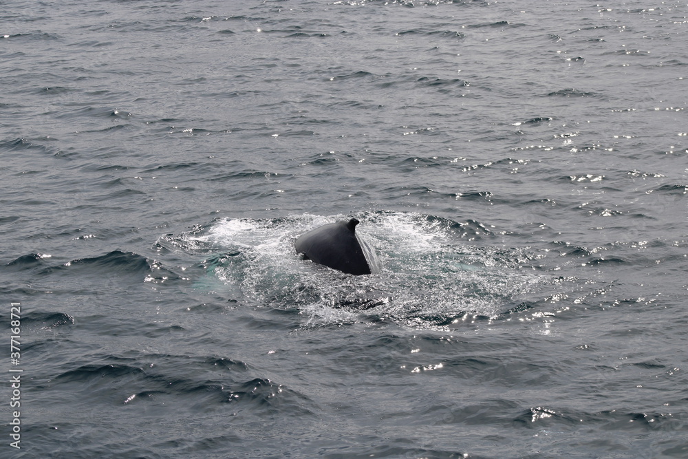 Naklejka premium Whale Watching Tour around the city of Húsavík in northern Iceland, the whale capital of the world