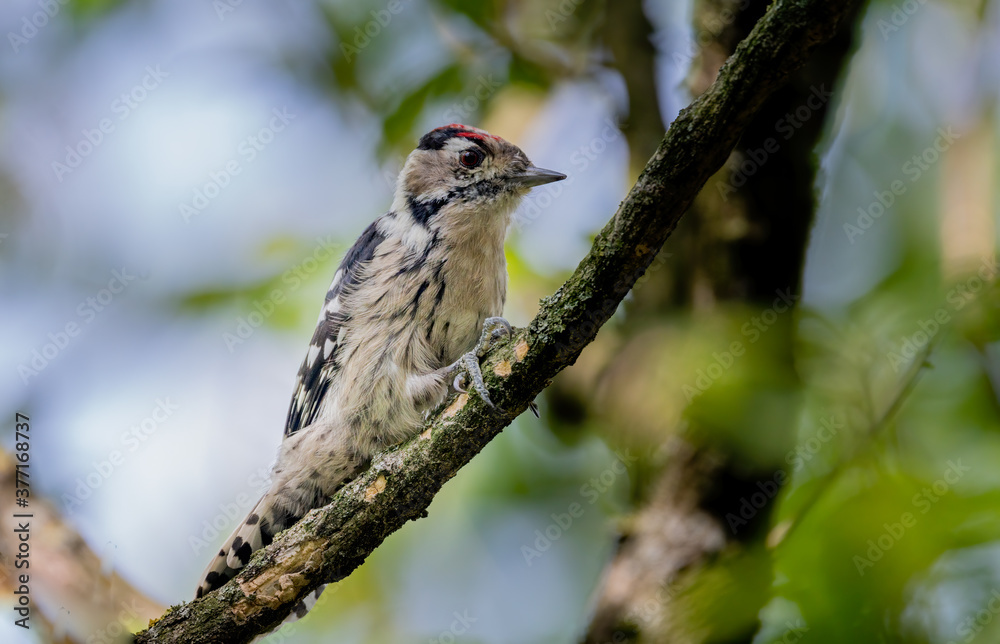 Fototapeta premium bird, natur, robin, wild lebende
