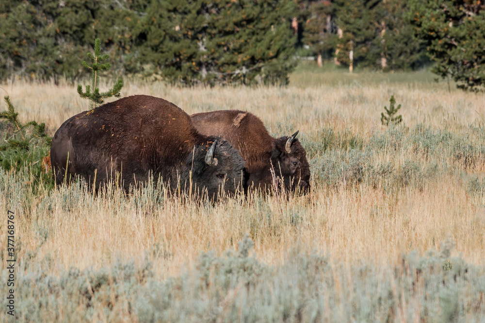 Bison (Bison bison) in Yellowstone National Park, USA Bison (Bison bison) in Yellowstone National Park, USA