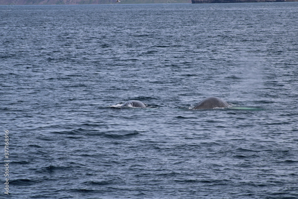 Whale Watching Tour around the city of Húsavík in northern Iceland, the whale capital of the world Whale Watching Tour around the city of Húsavík in northern Iceland, the whale capital of the world