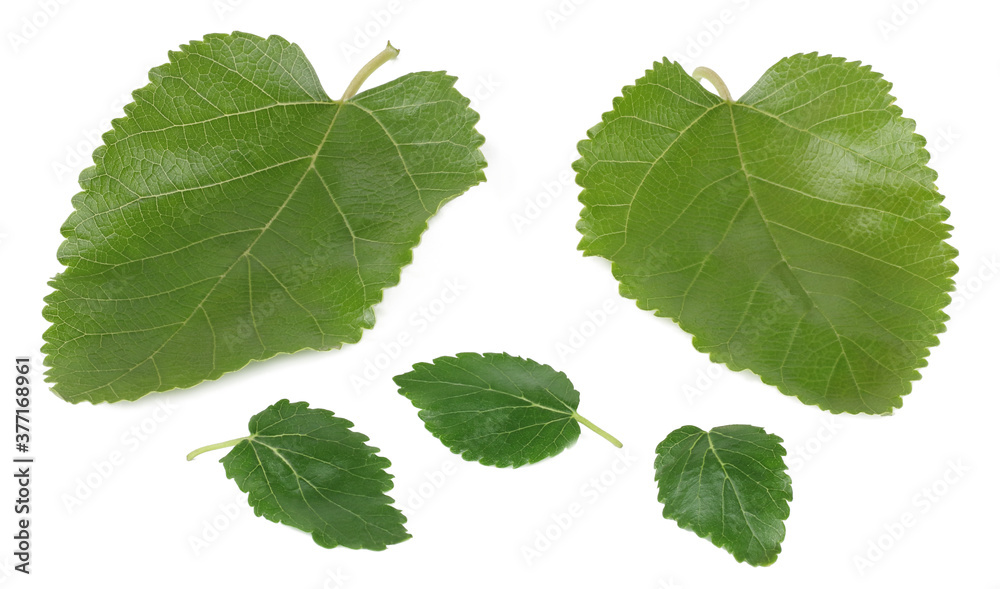 Fototapeta premium Mulberry leaves isolated on white background