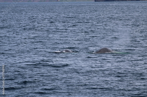 Whale Watching Tour around the city of Húsavík in northern Iceland, the whale capital of the world © been.there.recently