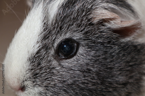 guinea pig