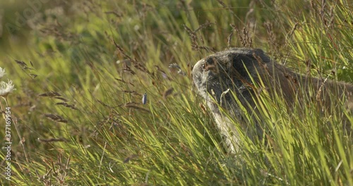 Alpine marmot turning head away from camera to look around