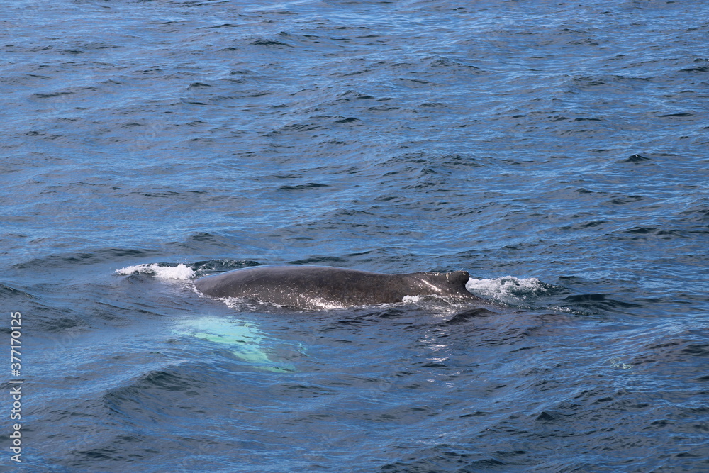 Whale Watching Tour around the city of Húsavík in northern Iceland, the whale capital of the world Whale Watching Tour around the city of Húsavík in northern Iceland, the whale capital of the world