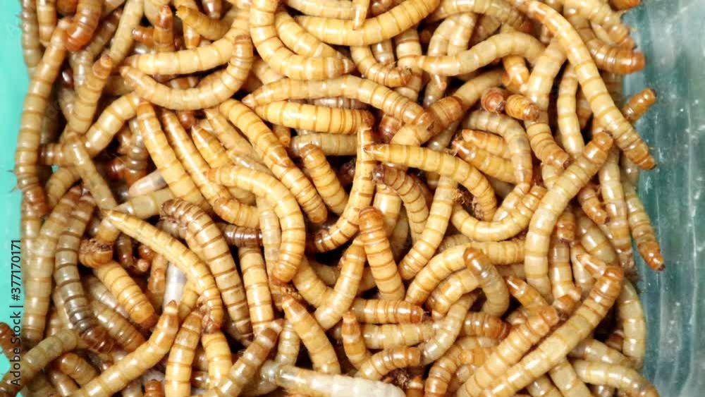 Video „mealworms , mealworms ,superworm larva, larvae Stages of the