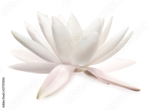 Beautiful blooming lotus flower isolated on white