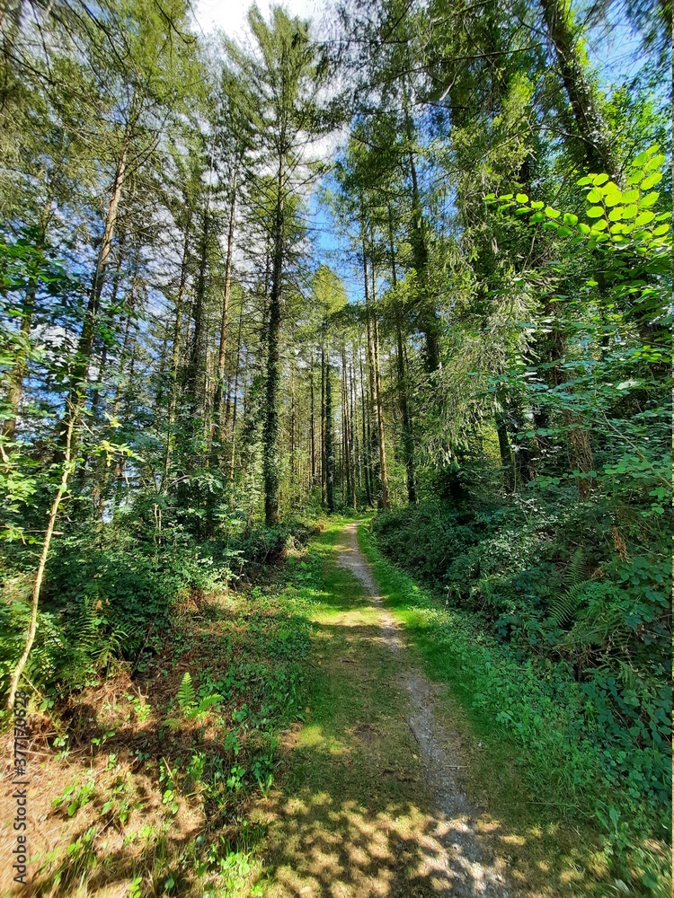 Fototapeta premium path in the forest