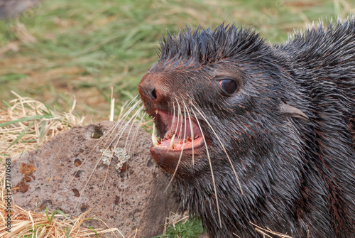 Northern Fur Seal (Callorhinus ursinus) at hauling-out in St. George Island, Pribilof Islands, Alaska, USA photo