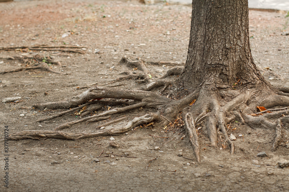 Tree roots sticking out of the ground Tree roots sticking out of the ground