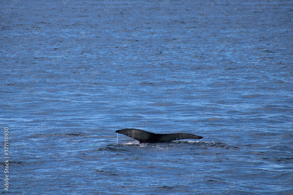 Fototapeta premium Whale Watching Tour around the city of Húsavík in northern Iceland, the whale capital of the world