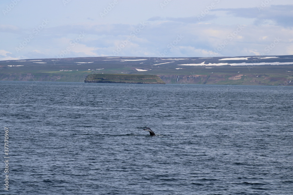 Obraz premium Whale Watching Tour around the city of Húsavík in northern Iceland, the whale capital of the world