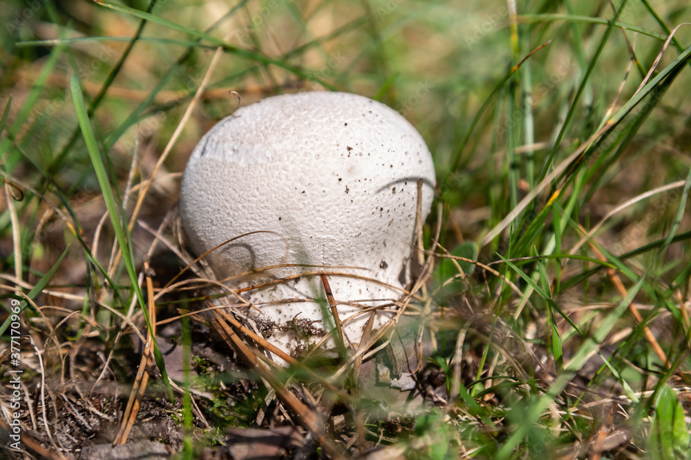 Small white mushroom Lycoperdon puffball close-up grows in the grass in the forest. Horizontal orientation. High quality photo Small white mushroom Lycoperdon puffball close-up grows in the grass in the forest. Horizontal orientation. High quality photo