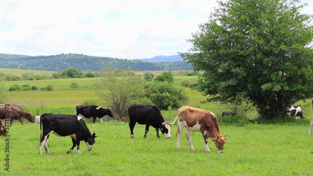 Milky brown lovely herd of cows. Cows graze on a green grass in a mountain peaceful landscape. Healthy food farming concept. Milky brown lovely herd of cows. Cows graze on a green grass in a mountain peaceful landscape. Healthy food farming concept.