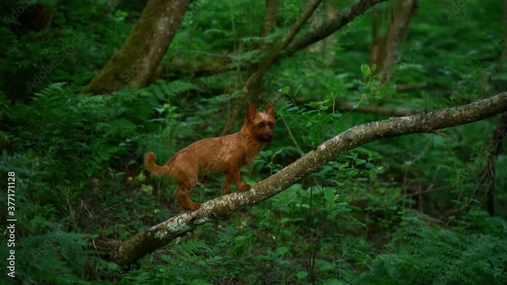 dog in the forest. australian terrier in nature dog in the forest. australian terrier in nature