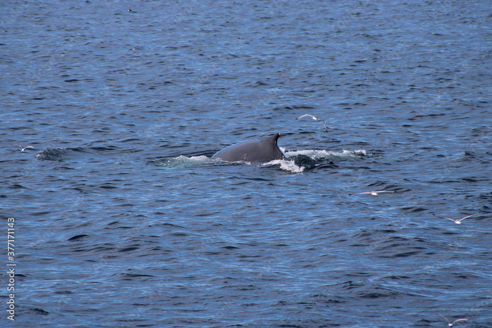 Naklejka premium Whale Watching Tour around the city of Húsavík in northern Iceland, the whale capital of the world